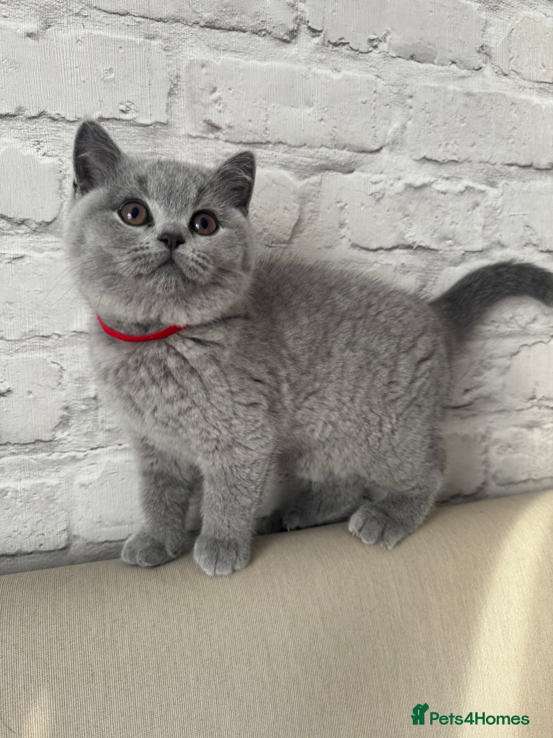 British Shorthair cats for sale: IGRCH & GRCH Sired GCCF reg British Shorthair  - Advert 2