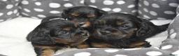 Cavapoo dogs for sale: Health Tested Cavapoo Puppies  - Advert 1