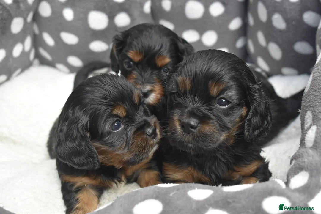 Cavapoo dogs for sale: Health Tested Cavapoo Puppies  - Advert 1