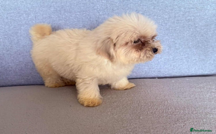 Maltipoo dogs - Advert 15