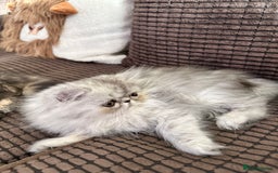 Persian cats for sale: 4 cuddly, petite Persian girls💗 - Image 19