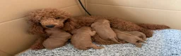 Cavapoo dogs for sale: Lovely home reared Cavapoos for sale - Advert 3