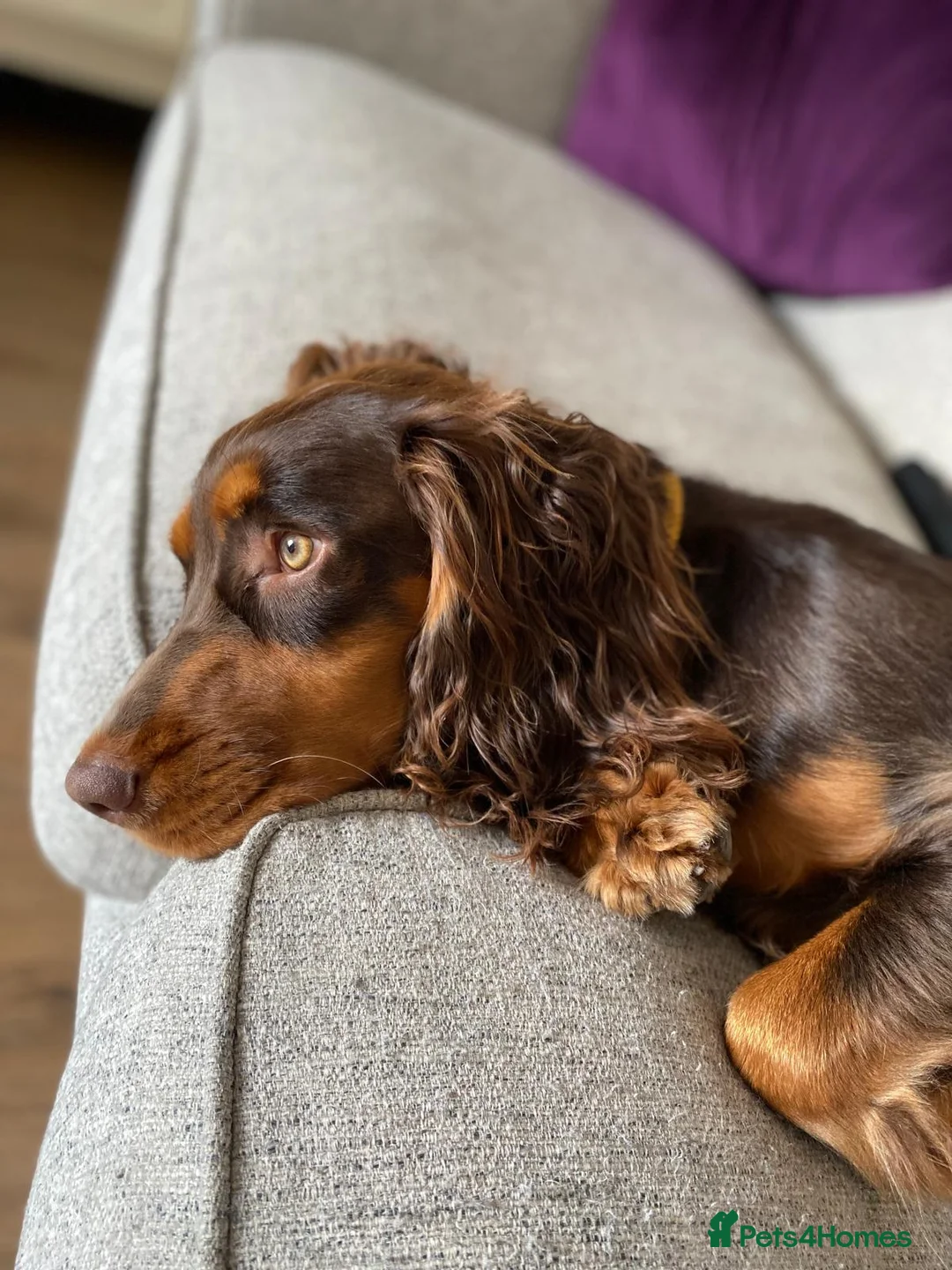 Cocker Spaniel dogs for stud: Working Cocker spaniel at stud - Advert 16