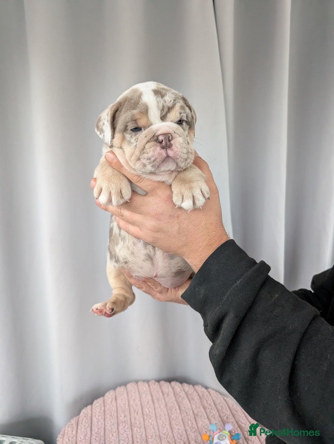 English Bulldog dogs for sale: English Bulldog Puppies  - Advert 32