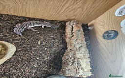 Leopard Gecko reptiles for sale: Leopard gecko - Image 5