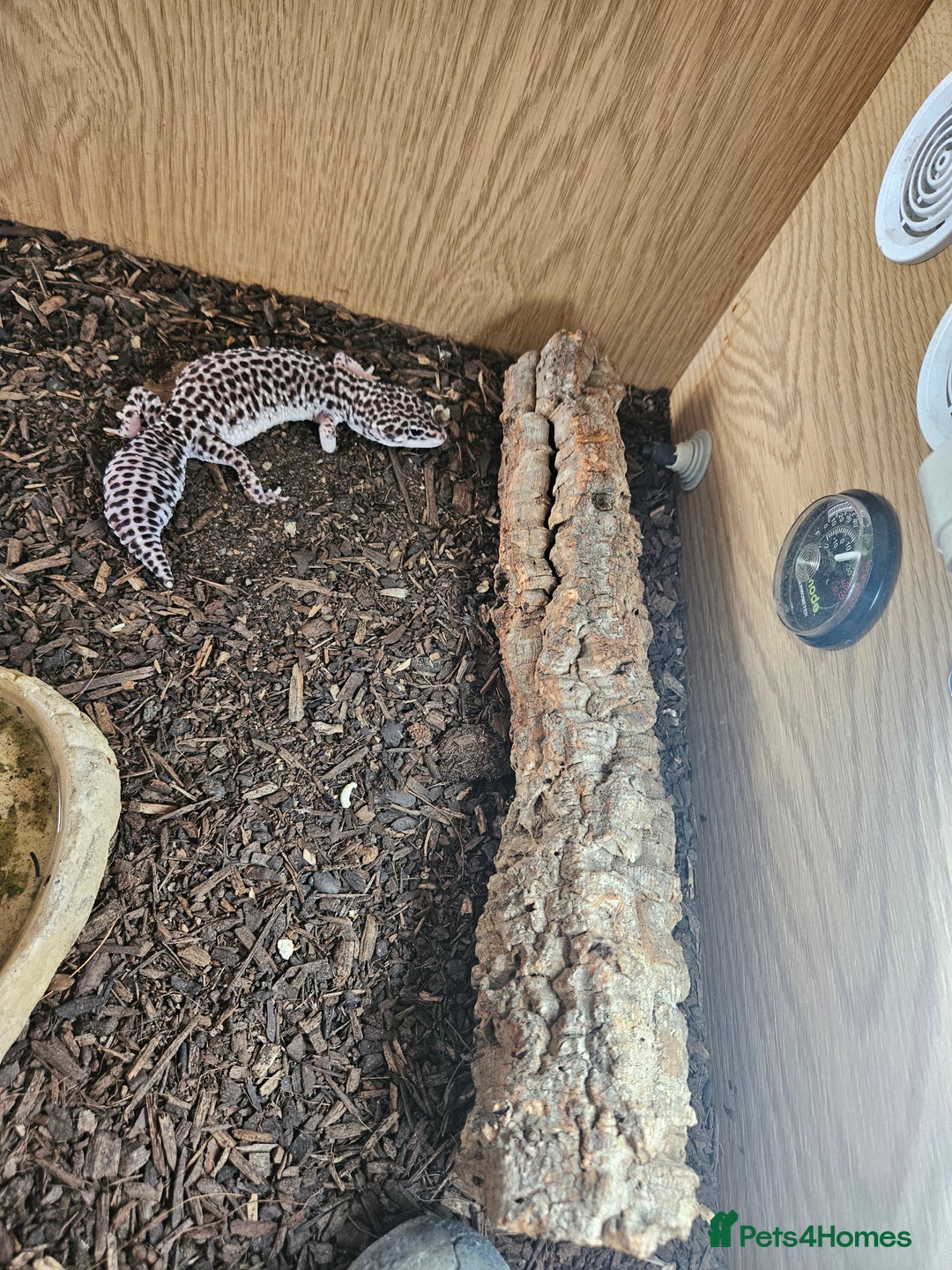 Leopard Gecko reptiles for sale: Leopard gecko - Image 5