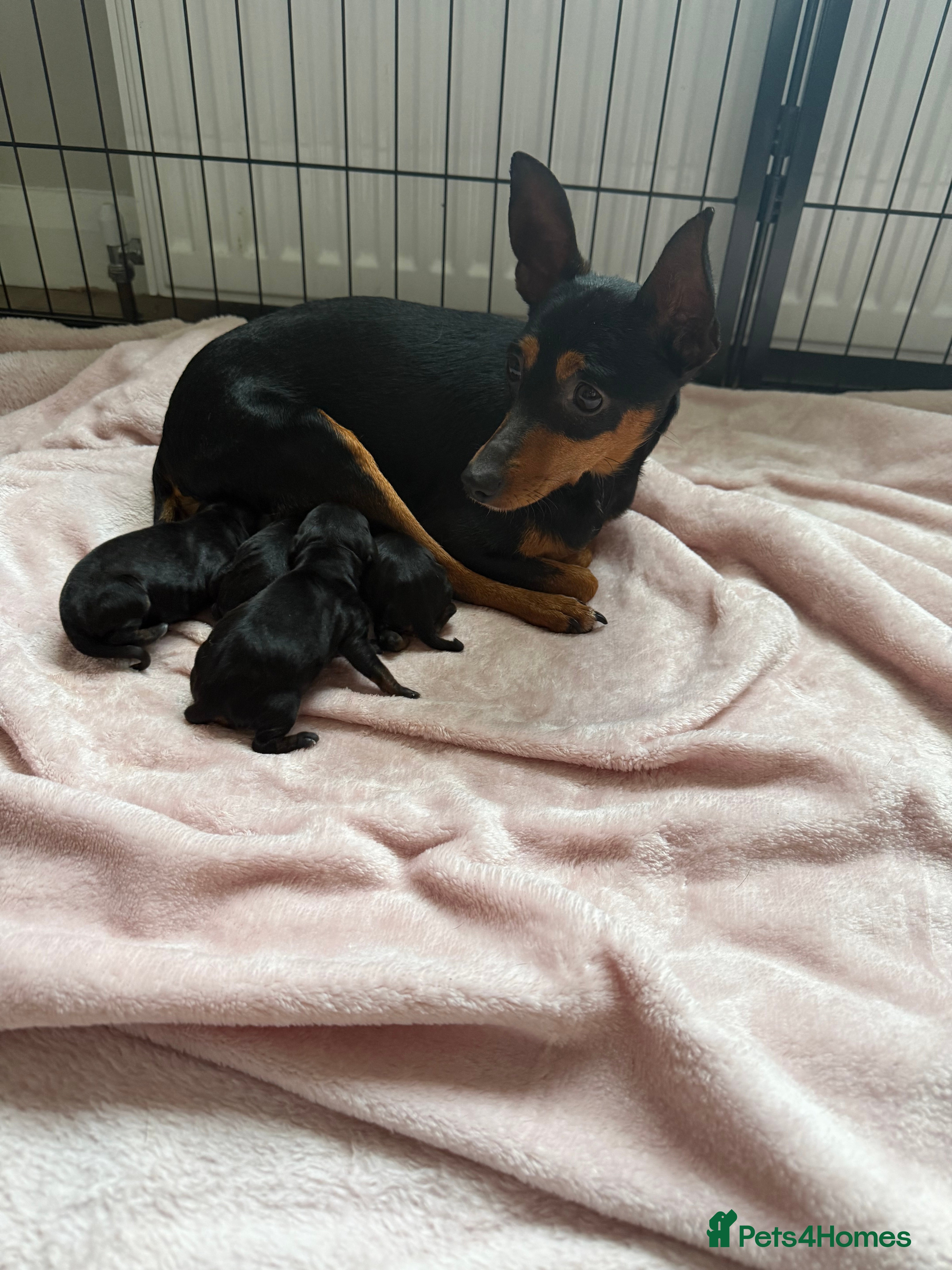 Mixed Breed dogs Doxie pin puppies - Advert 3