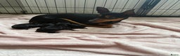 Mixed Breed dogs for sale: Doxie pin puppies - Advert 1