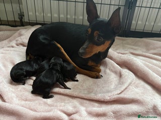 Mixed Breed dogs Doxie pin puppies - Advert 1