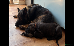 Mixed Breed dogs for sale: Two gorgeous Shepherd cross Mastiff male pups left - Image 4