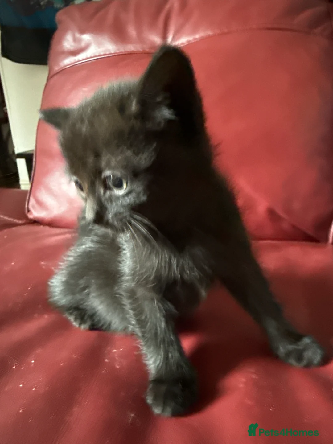 Mixed Breed cats for sale: 4 kittens for sale - Advert 2