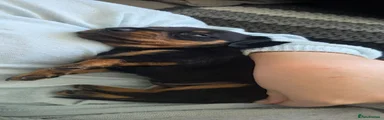 Dachshund 3