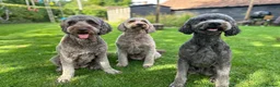 Labradoodle dogs for sale: Gorgeous Labradoodle Puppies - 3 left! - Advert 7