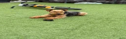Welsh Terrier dogs for sale: Welsh terrier  - Advert 5