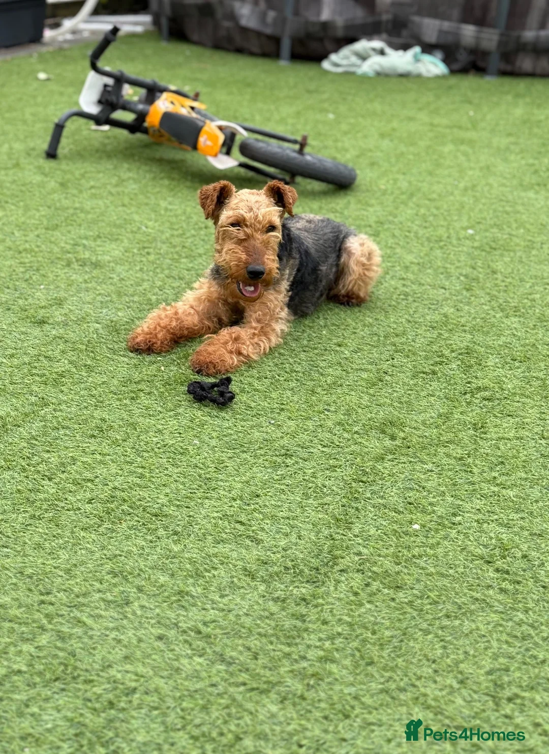 Welsh Terrier dogs for sale: Welsh terrier  - Advert 5