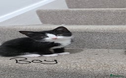 Domestic Shorthair cats for sale: 4 beautiful kittens - Image 4