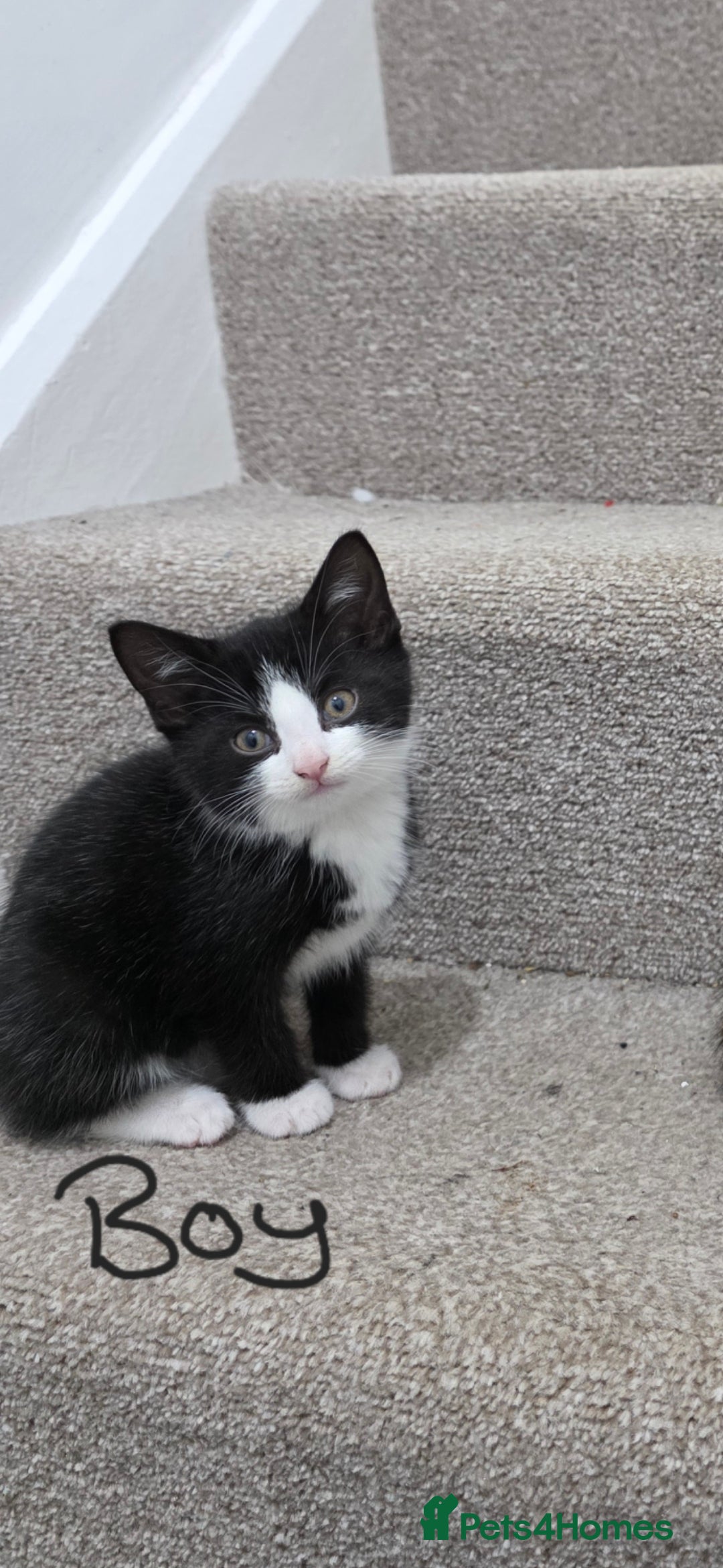 Domestic Shorthair cats for sale: 4 beautiful kittens - Image 4