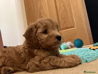 Cavapoo dogs Outstanding F1B Cavapoos - Health Tested Parents - Advert 10