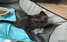 Ragdoll cats for sale: Ragdoll mix turkish angora - Image 4