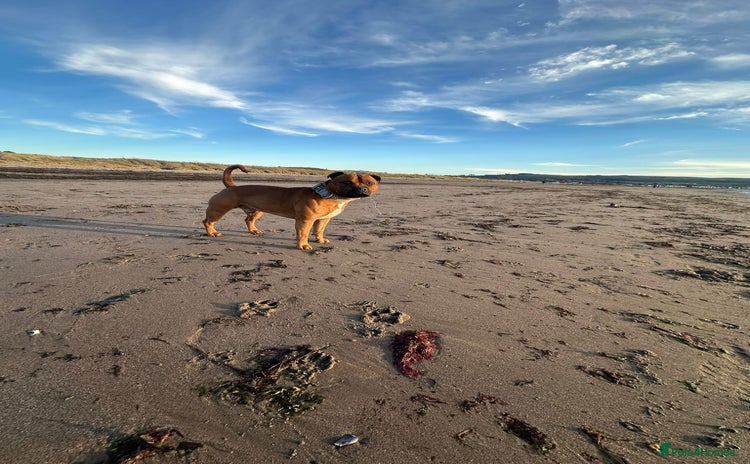 Staffordshire Bull Terrier dogs - Advert 2