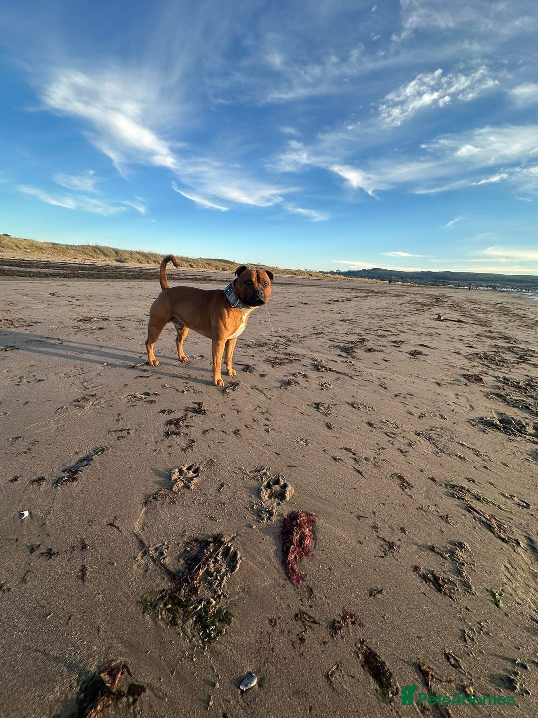 Staffordshire Bull Terrier dogs for stud: 🐕Stud Dog Available Red Staffordshire BullTerrier - Advert 1