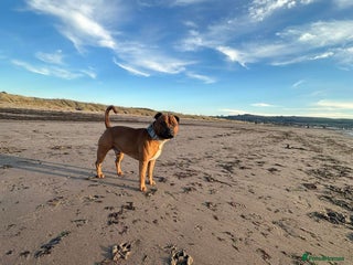 Staffordshire Bull Terrier dogs 🐕Stud Dog Available Red Staffordshire BullTerrier - Advert 23