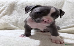 American Bully dogs for sale: Abkc Pocket Bully X Abkc classic Bully puppies - Image 37