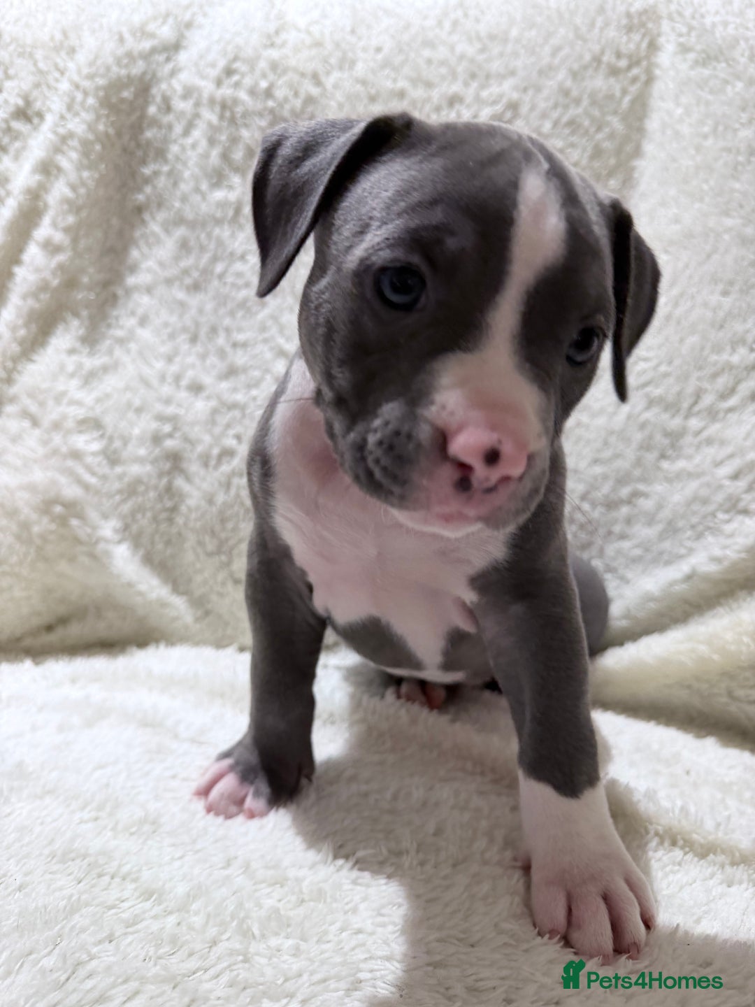 American Bully dogs for sale: Abkc Pocket Bully X Abkc classic Bully puppies - Image 37