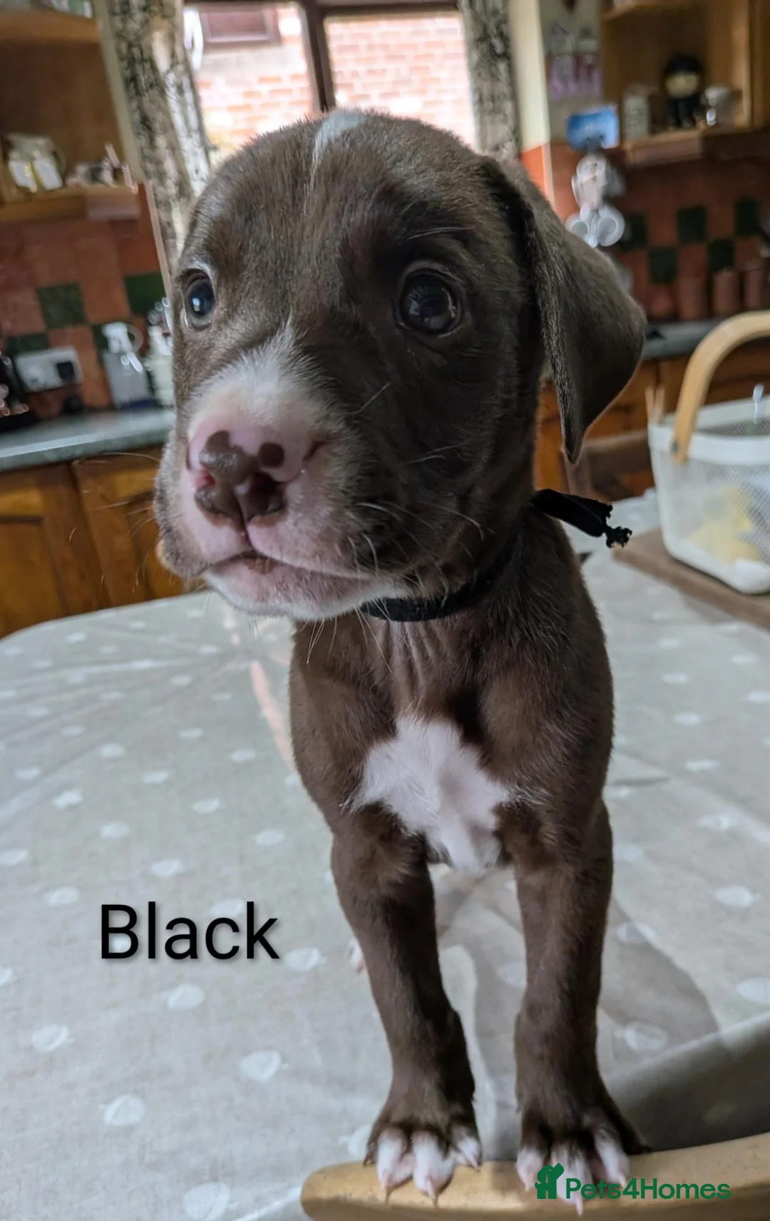 Mixed Breed dogs for sale: 10 Gorgeous male chocolate Labrador cross puppies  in Stafford - Advert 1
