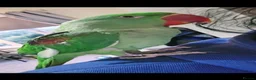 Parakeets birds for sale: Alexandrine parrot - Advert 2