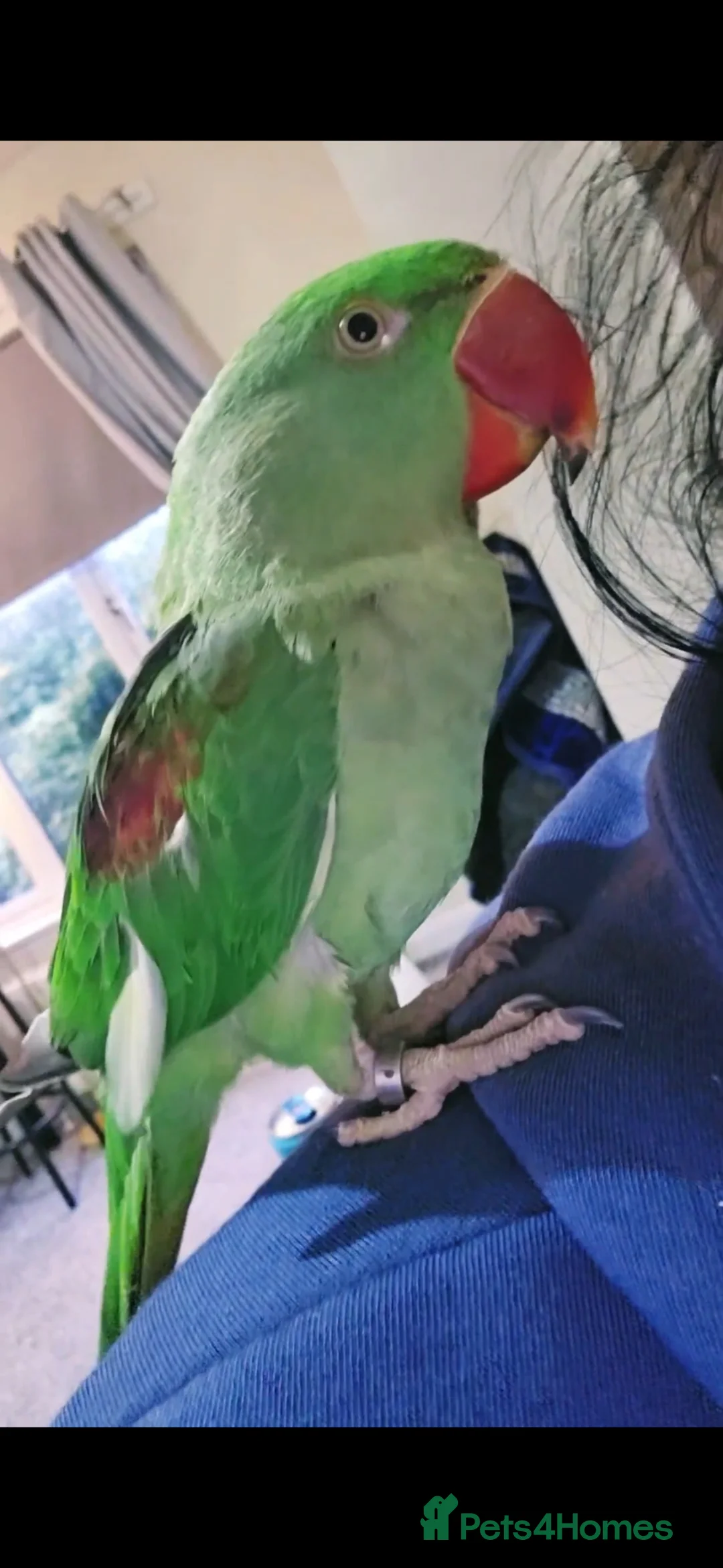 Parakeets birds for sale: Alexandrine parrot - Advert 2