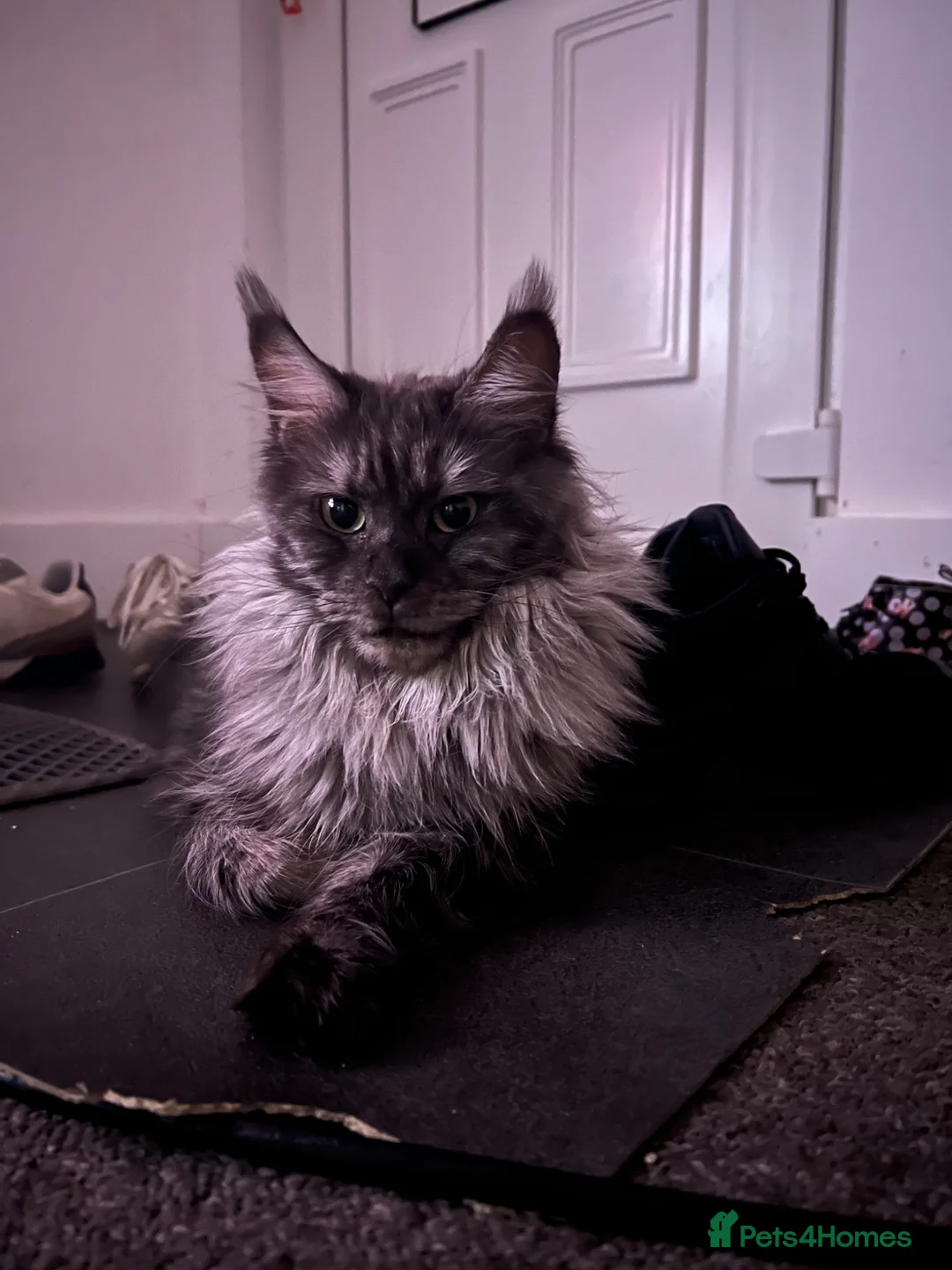 Maine Coon cats for sale: Blue Smoke Tabby Not Spayed  - Advert 2