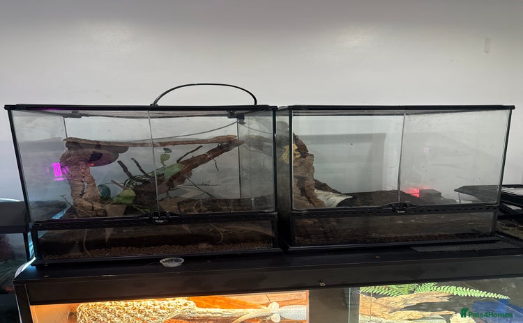 Gecko reptiles - Advert 1