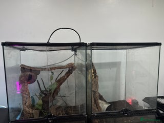 Gecko reptiles - Advert 24