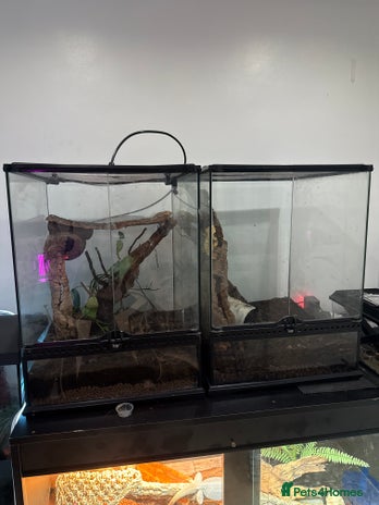 Gecko reptiles - Advert 4