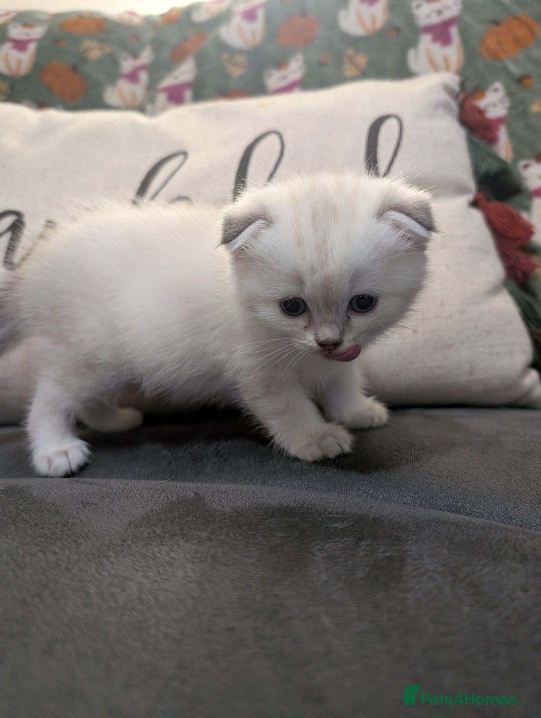 Mixed Breed cats for sale: Scottish Fold x Ragdoll Kitten - Advert 7