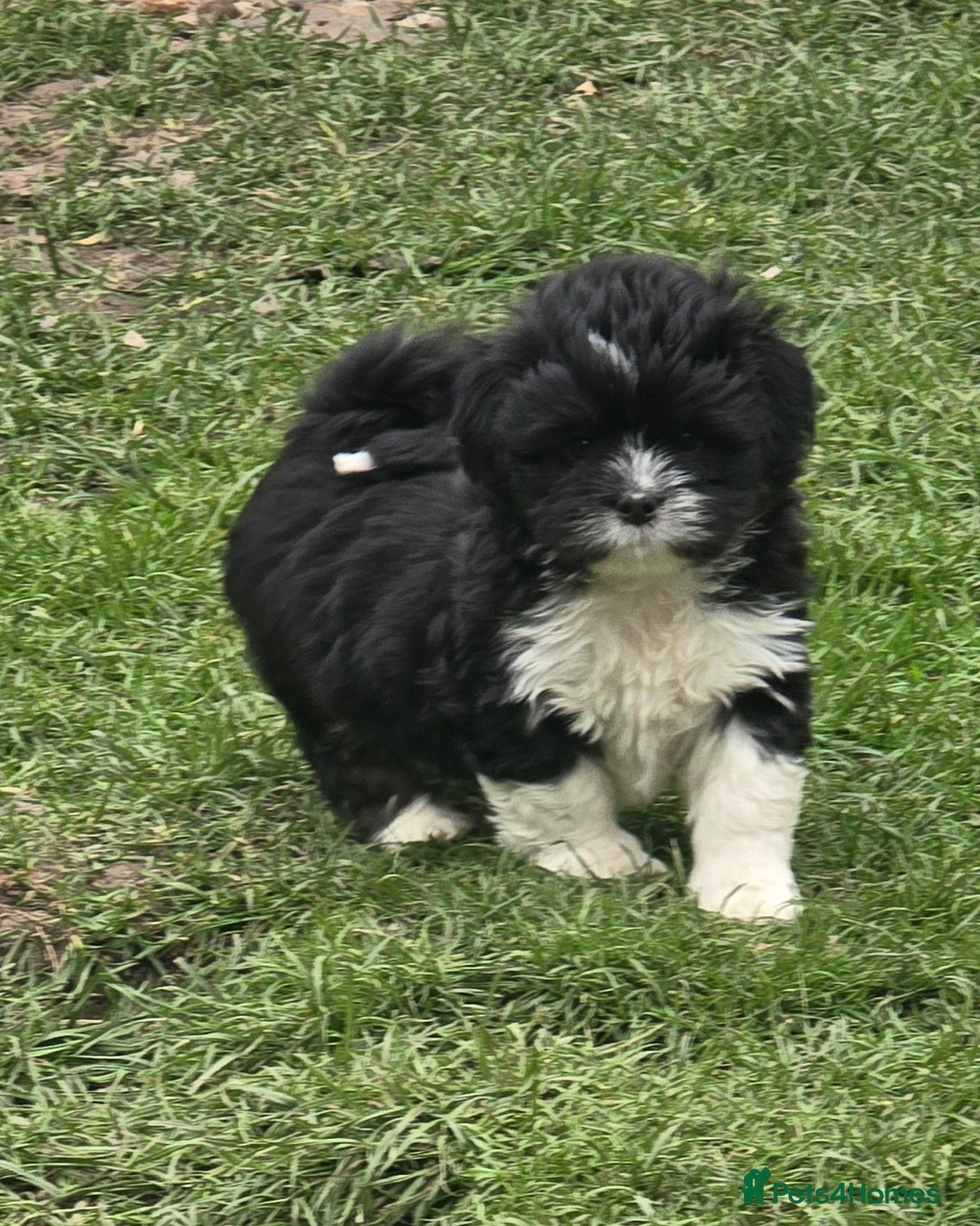 Lhasa Apso dogs Lhasa Apso Puppies, full of Mischief - Advert 2