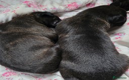 Mixed Breed dogs for sale: Corso x puppies  - Image 2