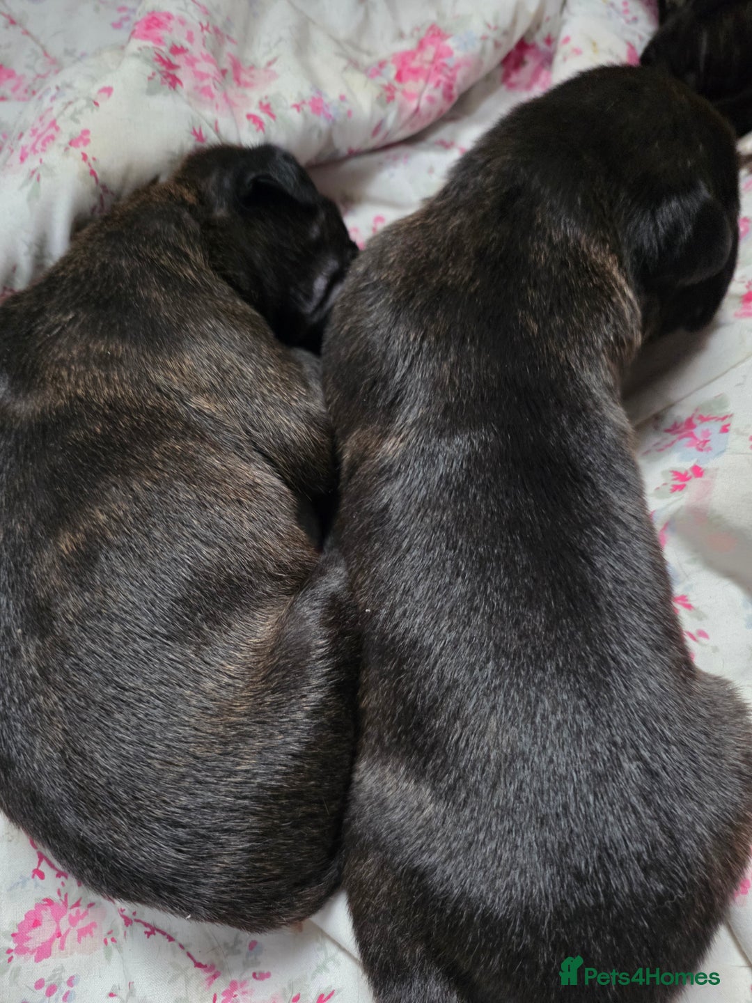 Mixed Breed dogs for sale: Corso x puppies  - Image 2