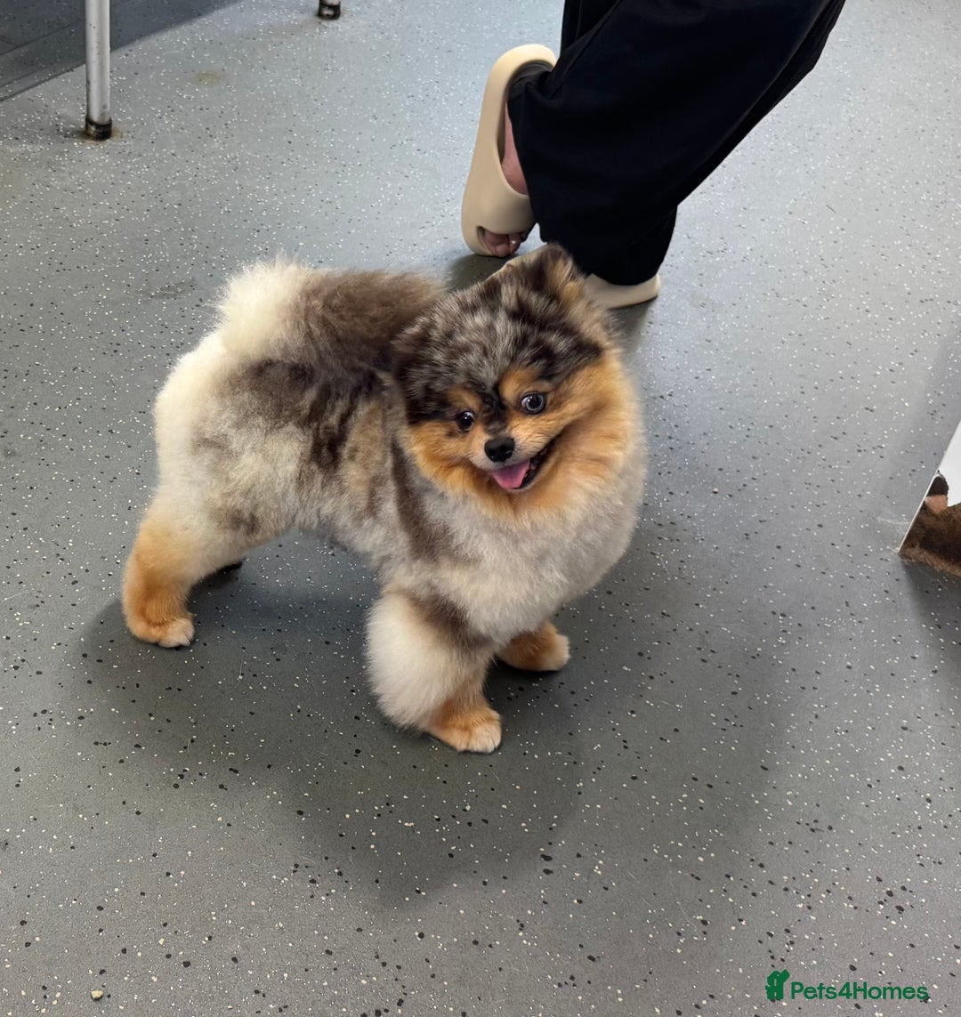 Pomeranian dogs for stud: Merle black & tan with blue eyes  in Carlisle - Image 2