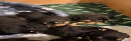 Rottweiler dogs for sale: Tilly’s puppies  - Advert 17
