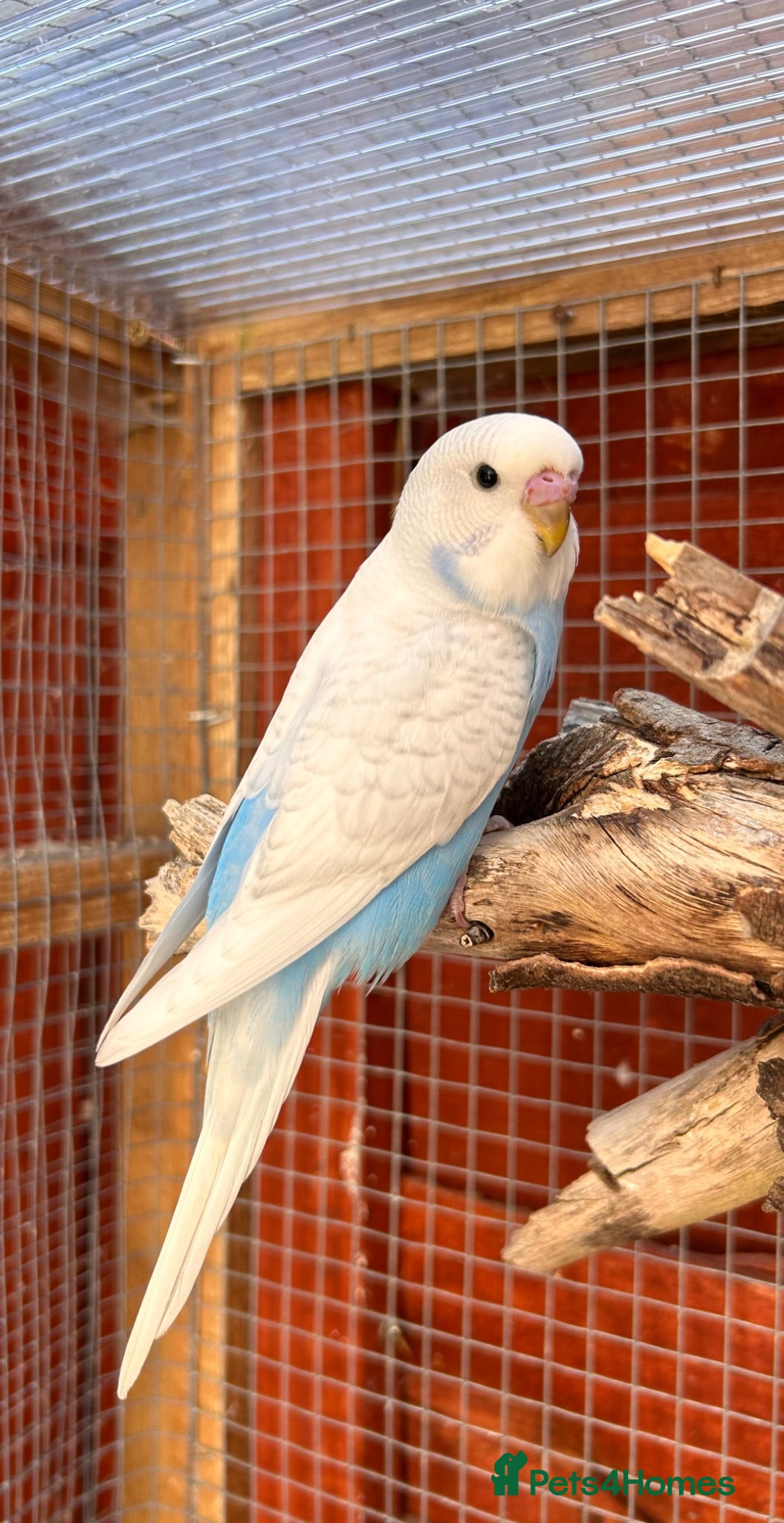 Budgerigars birds Baby budgies  - Advert 6