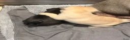 Pug dogs for sale: Beautiful pug puppies - Advert 2