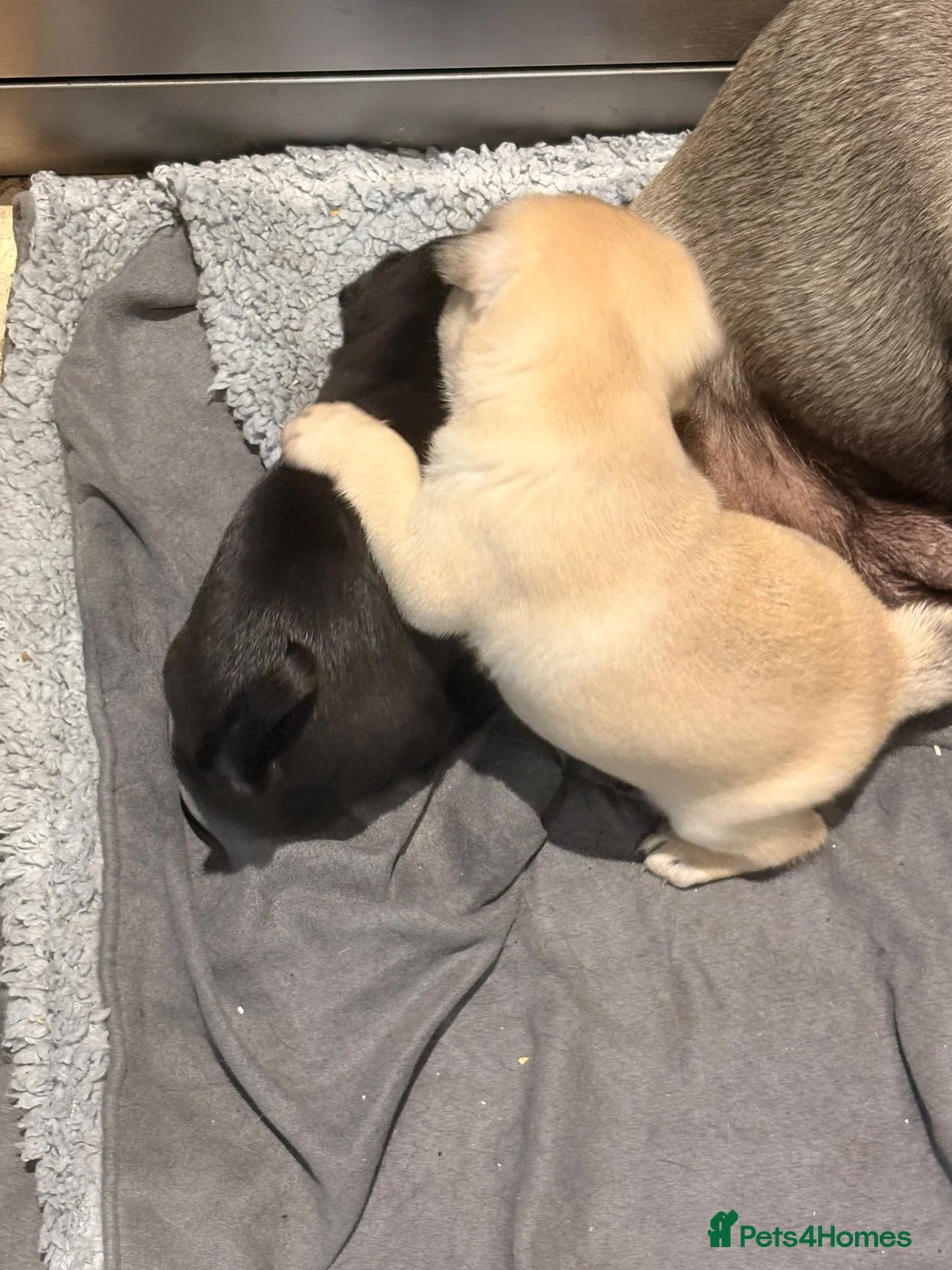 Pug dogs for sale: Beautiful pug puppies - Advert 2