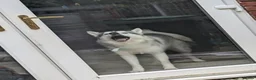 Mixed Breed dogs for stud: STUD HUSKY/MALAMUTE MIX - Advert 5