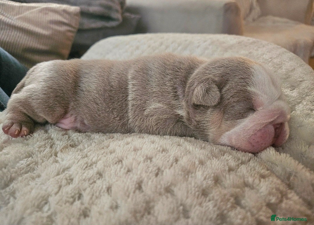 English Bulldog dogs for sale: Outstanding KC English Bulldogs, Top Quality Pups - Image 12