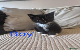 Domestic Shorthair cats for sale: Black and white tuxedo kittens - Image 4