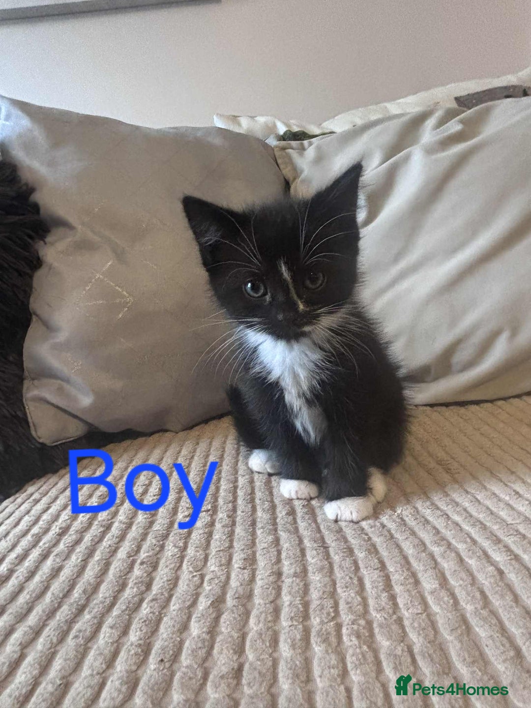 Domestic Shorthair cats for sale: Black and white tuxedo kittens - Image 4