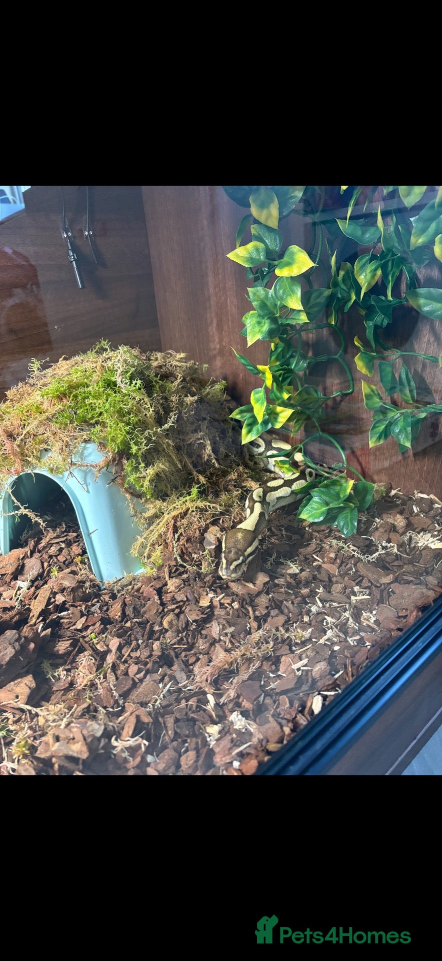 Python Snake reptiles Royal python - pastel lesser  - Advert 11