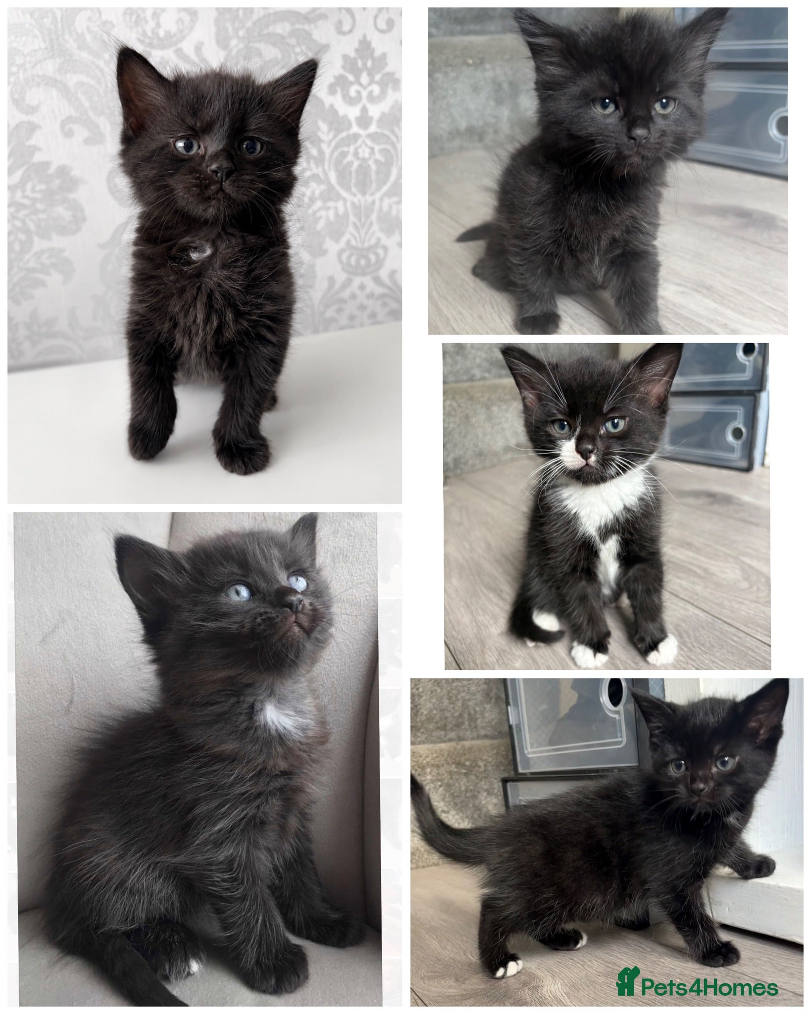Mixed Breed cats Ragdoll cross kittens  - Advert 2